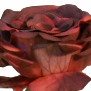 Ros | Konstgjord vinröd snittblomma UV 75 cm