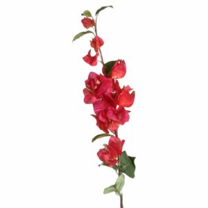Bouganvillea | Cerise Kvist UV 68 cm