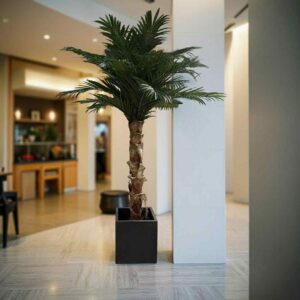 Arecapalm extra stora blad med äkta palmbark