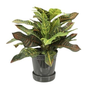 Naturtrogen konstgjord kroton för stilrena miljöer