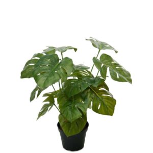 Monstgjord Monstera krukväxt 30 cm