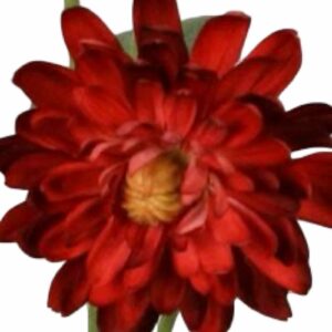 Krysantemum | Konstgjord Snittblomma Röd UV 68cm
