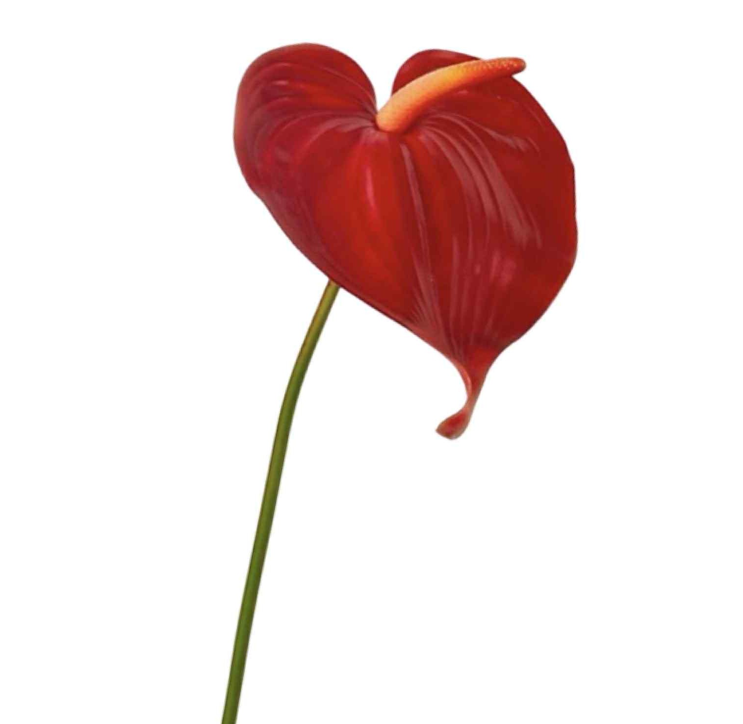 Anthurium | Konstgjord Rosenkalla röd 68 cm