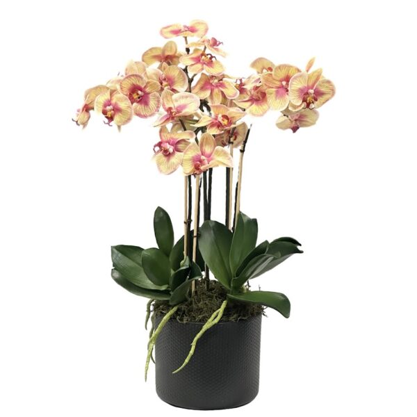 Orgide Orkidé | Konstgjord monterad i svart kruka multi 55 cm - Webflower