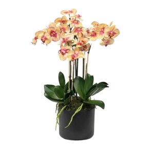 Orkidé | Konstgjord monterad i svart kruka multi 55 cm