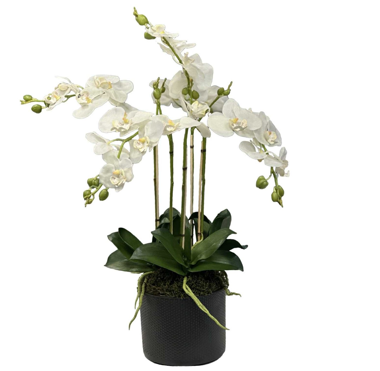 Orkidé | Konstgjord monterad i svart kruka vit 55 cm - Bild 2