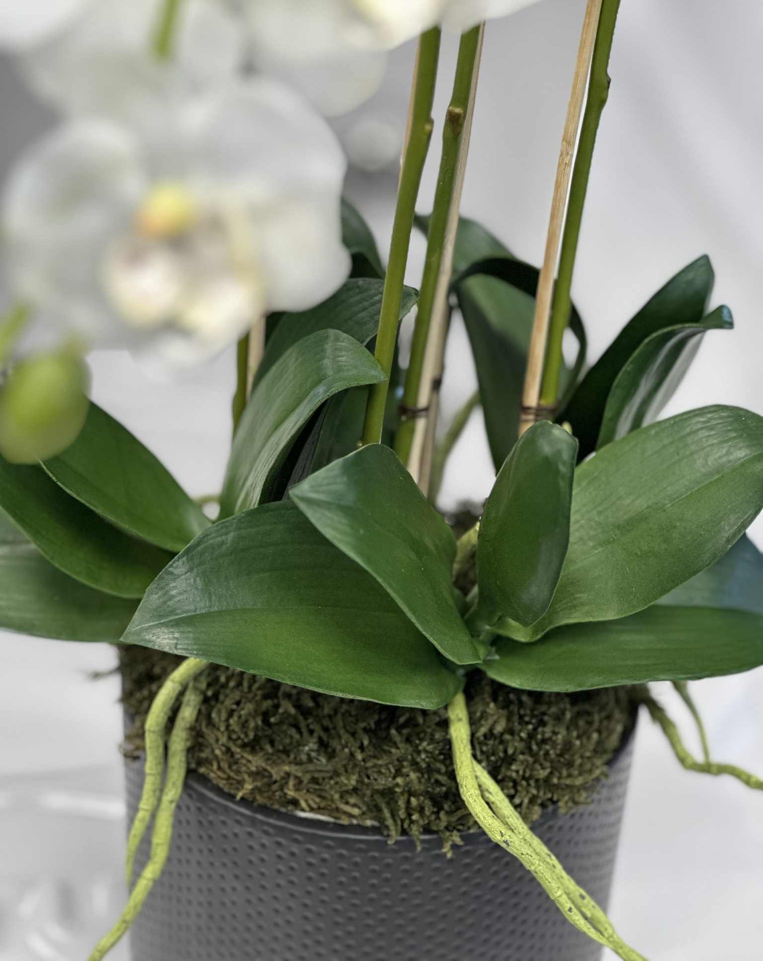 Orkidé | Konstgjord monterad i svart kruka vit 55 cm - Bild 4