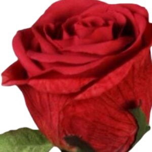 Ros | Konstgjord Snittblomma Röd UV 75 cm