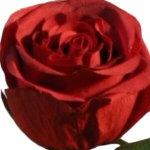 Ros | Konstgjord Snittblomma Klarröd UV 75 cm