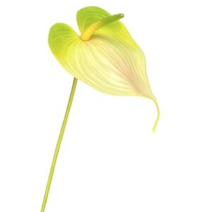 Anthurium | Konstgjord Rosenkalla stor multi 68 cm