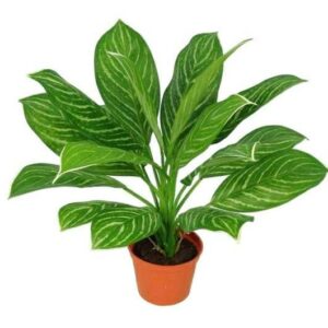 Xantosoma | Konstgjord Grön UV 45 cm