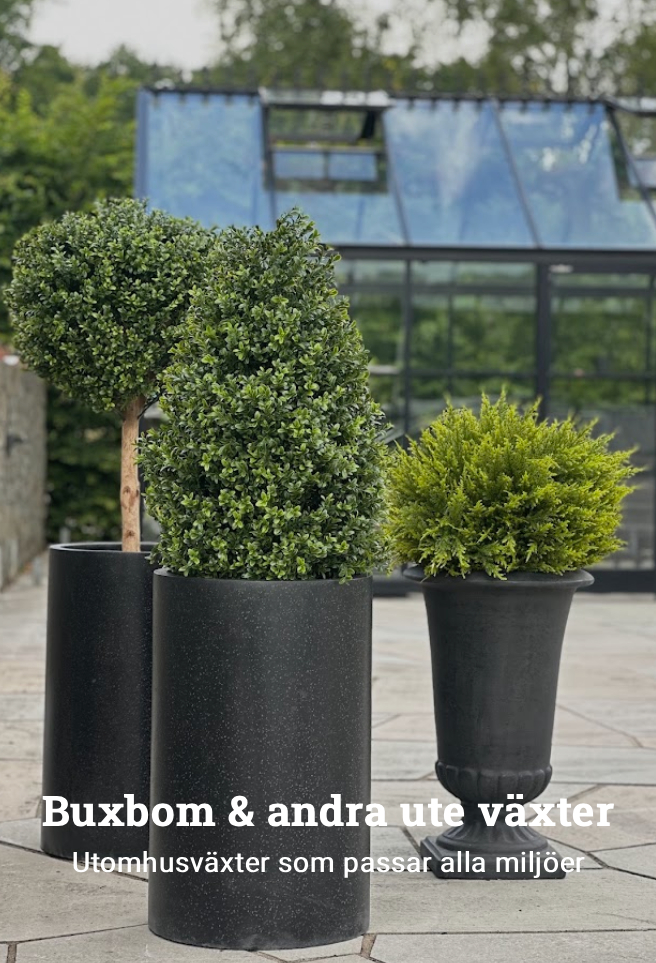 buxbom 656x963 Gröna träd