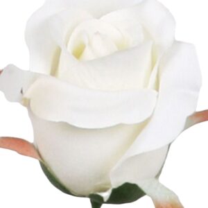 Ros | Konstgjord Snittblomma Vit UV 65 cm