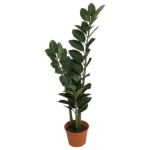 Garderobsblomma | Smaragdblomman Zamifolia 65 cm