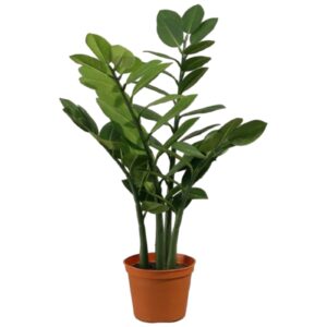 Garderobsblomma | Smaragdblomman Zamifolia 56 cm