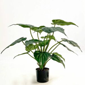 Alocasia Cucullata 65 cm