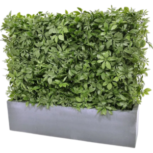 Schefflera Häck Höjd: 56 Längd: 80 Bredd: 25