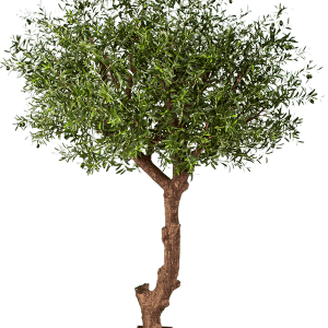 Olivträd | Glasfiberstam Grönt UV 240 cm