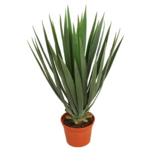 Yucca | Konstgjord Växt Grön UV 42 cm