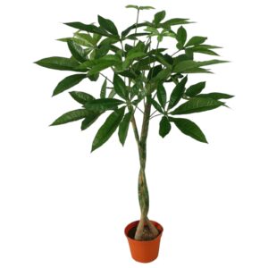 Pachira | Konstgjord Strandkastanj Grön Flätad Stam 56 cm