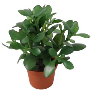 Crassula Ovata | Konstgjord Penningträd Grön UV 24 cm