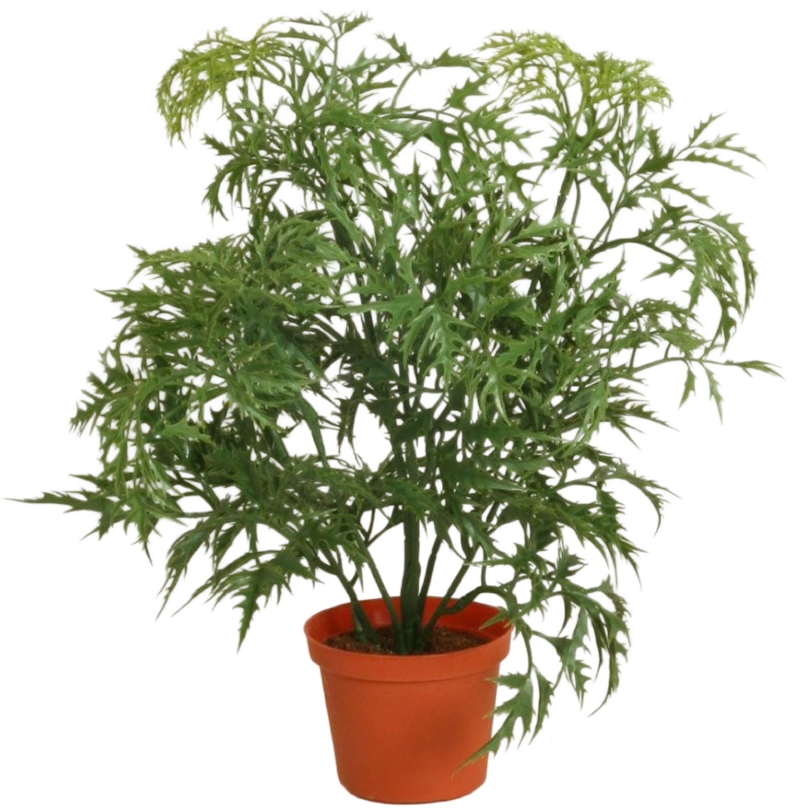 Ming Aralia | Konstgjord Krukväxt Grön UV 37 cm