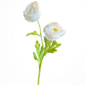 Ranunculus vit