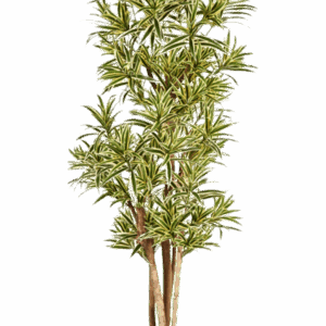 Brandklassad Dracaena Reflexa grön/creme FR 150 cm