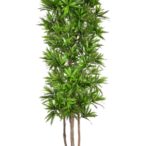 Dracaenas sång från Jamaica Naturlig stam (FR)
