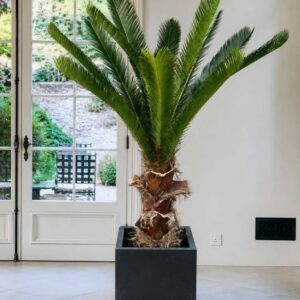 Konstgjord premiumpalm cycas med äkta pal,bark 170 cm2