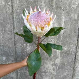 Konstgjord Protea i vitt och rosa 64 cm