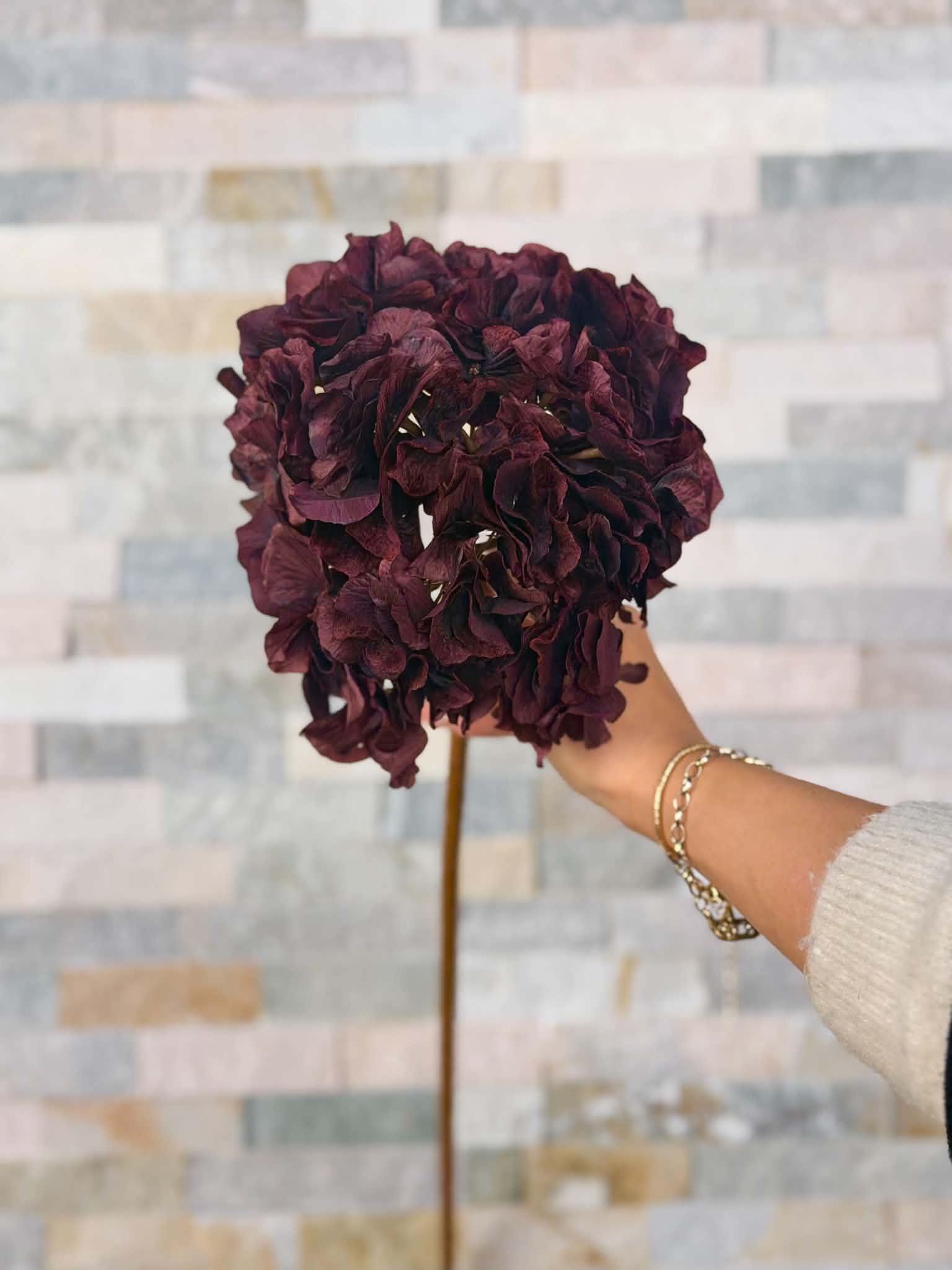 Konstgjord hortensia bordo 70 cm med fyllig vinröd blomklase som hålls upp framför en dekorativ stenvägg.