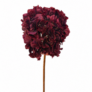 Konstgjord hortensia bordo 70 cm med fyllig vinröd blomklase på lång stjälk